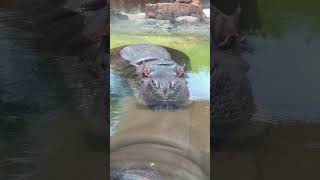 Baby Hippo  Oahu Hawaii Honolulu Zoo [upl. by Buttaro949]