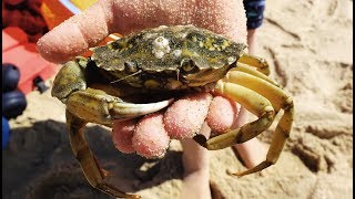 Carcinus maenas  Strandkrabben  Shore Crabs [upl. by Ahsinelg865]