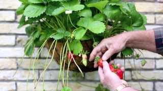 Jeunes plants de fraises Bomottes [upl. by Cheyne]