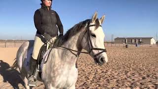 2022 TBEA April Dressage Show for Pearl and Katie Purdy  Training Level Test 2 [upl. by Fanning282]