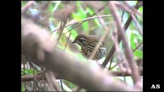 Chamaeza ruficauda Rufoustailed Antthrush Morro AgudoS APinhalSPBR12004Antonio Silveira [upl. by Eentruok]