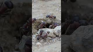 Desert Harvester AntsPogonomyrmex Rugosus [upl. by Getter]