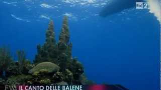 Canto delle balene [upl. by Amora]