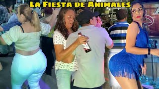 La Fiesta de Los Animales al Ritmo Campirano de Darwin y su Chanchona San Miguel 2024 [upl. by Conlin]