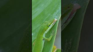 Green Anole laps up morning dew [upl. by Maurie630]