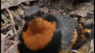 vob file  Panasonic VDRD50 DVD sample 42x zoom  Varied Thrush [upl. by Anrehs]