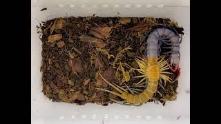 Centipede molting Scolopendra sp “Celebes Purple” [upl. by Pinchas]