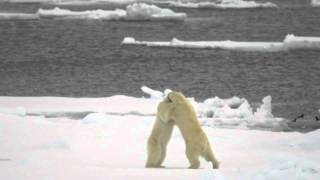 Spitzbergen  Polarbär Spezial [upl. by Huntley559]