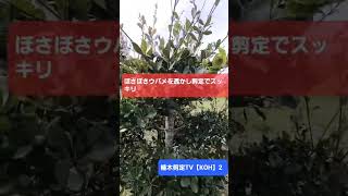 ウバメガシの剪定【造園 庭木 庭師 植木屋】透かし剪定 枝抜き剪定 常緑樹 樹木 [upl. by Genisia]