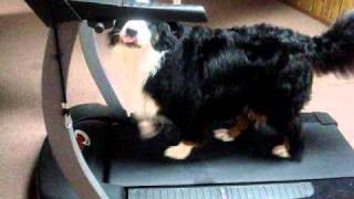 Bernese Mountain Dog loves the treadmill [upl. by Muraida]