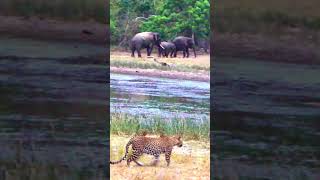 Rare Wilpattu Safari Footage Leopard and Three Elephants in One Frame 200 full day  wilpattu [upl. by Ditzel890]