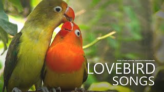 Lovebird Sounds  Parblue and Euwing Opaline Feb 2023 [upl. by Lexie679]