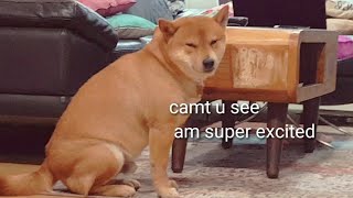 Daddo not impressed  Potat has tiny hiccups   Shiba Inu puppies with captions [upl. by Ennoryt116]