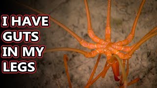 Sea Spider facts they arent really spiders  Animal Fact Files [upl. by Wittenburg]