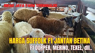 HARGA DOMBA SUFFOLK F1 DORPER F1 MERINO TEXEL BUNTING dll update harga terbaru❤️‍🔥❤️‍🔥 [upl. by Nyrtak]