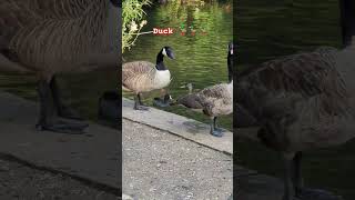 Duck 🦆🦆🦆🦆 viralvideo duck [upl. by Yoshio]