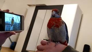 Rosella Parrot Sing With Phone [upl. by Naed]