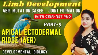 Limb Development in Vertebrates Part5  Apical Ectodermal Ridge AER  Joint Formation  CSIRPYQs [upl. by Gail]