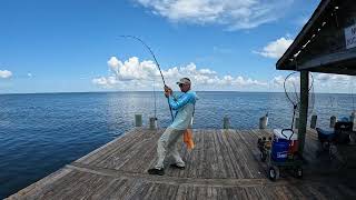 Huge Sawfish Bokeelia Florida fishing fish sawfish florida gulfofmexico shorts short [upl. by Yniatirb]