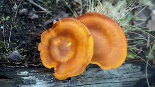 Pleurote de lolivier ou Clitocybe de lolivier Omphalotus olearius un champignon mortel [upl. by Ley]