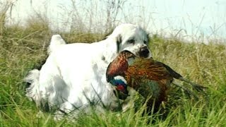 CSCA Hunting with Clumber Spaniels [upl. by Dlaner]