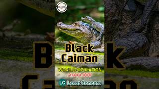 🐊Black Caiman facts distribution amp population  BioDB biodb animals reels shorts fyp crocs [upl. by Etana653]