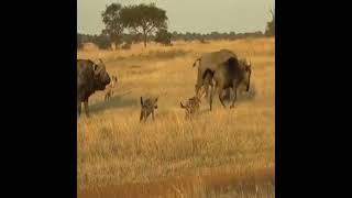 Hyenas attack Blue Wildebeest [upl. by Ahsrats987]