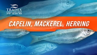 3MMI  Small Pelagics Update Capelin Mackerel Herring [upl. by Lasonde]