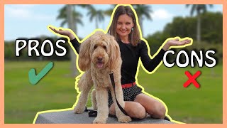 GOLDENDOODLES PROS and CONS Three PROS that are also CONS [upl. by Ciaphus]