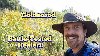 Goldenrod  Western Canada Goldenrod  Identification and Edible and Medicinal Uses [upl. by Yk991]