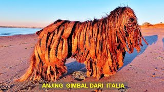 ANJING BERGAMASCO [upl. by Waldos]