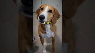 American Foxhound Dog Amazing Facts shorts ytshorts youtubeshorts trending dog [upl. by Mroz409]