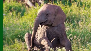 Baby Elephant Rescued By Humans  Love Nature [upl. by Fe]