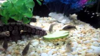 Bronze Corydoras Catfish Eating Cucumber [upl. by Wira118]