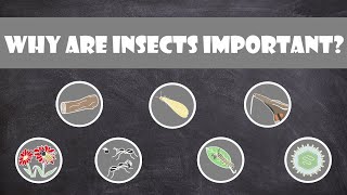 Why are Insects Important  Entomology [upl. by Eelan]