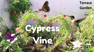 Cypress Vine How to Grow and Care for Cypress Vine Star Glory Hummingbird PlantTERRACE GARDEN [upl. by Ardnola470]