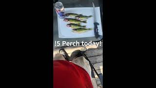 Perch Fishing Glenmore reservoir in July 2024 [upl. by Eleazar]