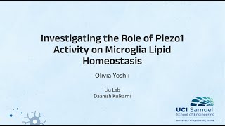 Investigating the Role of Piezo1 Activity in Microglia Lipid Homeostasis [upl. by Elodia]