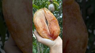 harvesting sapodilla in the garden shorts fruit harvest harvesting sapodilla garden [upl. by Kliman]