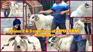 Amingad kay Badey Bakrey Bakrid 2023  Room 2 amp 3  TIPU FARM  Call 7353790019 [upl. by Anirdna]