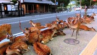 Horde of deer occupying the road at Nara 奈良公園の鹿達、道路を占領して涼を取る [upl. by Tteraj]