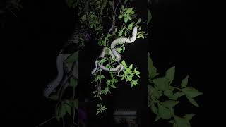 pair of snakes entwined cobra viralvideo funny memes [upl. by Karolyn561]