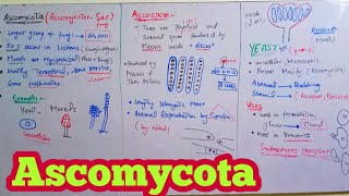 Ascomycota  Ascomycetes SacFungi  Biology 11th  Chapter 8 Fungi [upl. by Callas]