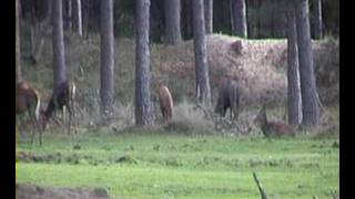 edelherten op de Hoge Veluwe NL Koeverbos [upl. by Annerb477]