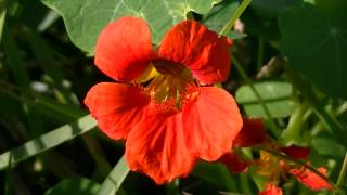 CAPUCHINA Tropaeolum majus wwwriomoroscom [upl. by Ahselaf]