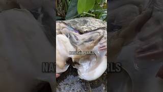 How to make Natural Pearls 💎😮 Pearl inside of Oyster  shorts youtubeshorts [upl. by Magda]