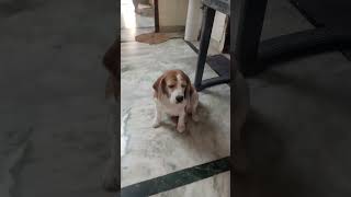 Isko ghar ki rakhwali ke liye rakha hai doglover dogcomedy dogfunnyvideos ytshorts [upl. by Delia]