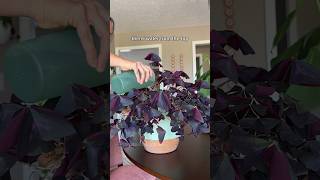 How I care for my oxalis triangularis oxalistriangularis plantcare [upl. by Qirat]