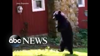 Bipedal Black Bear Strikes Again [upl. by Jessie]