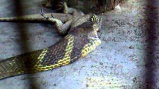 3 Meter King Cobra Eating 1 Meter Long Water Monitor Lizard 🇹🇭Thailand Living [upl. by Vernier701]